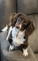 Gorgeous AKC Chocolate & Tan Female- LH, a female Miniature Dachshund for sale in Monroe City, IN – 4 of 6