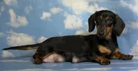 PRIMROSE-Gorgeous SH Blue & Tan, a female Miniature Dachshund for sale in Monroe City, IN – 6 of 6