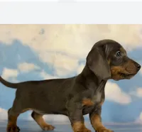 PRIMROSE-Gorgeous SH Blue & Tan, a female Miniature Dachshund for sale in Monroe City, IN – 3 of 6