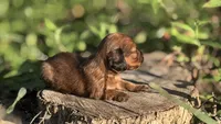 Midge-Small BabyDoll Face Beautiful Shaded Red(AKC Embark Tested Sire), a female Miniature Dachshund for sale in Monroe City, IN – 3 of 3
