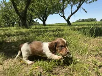 Atlas - AKC Tan & White Piebald LH-Health Tested Parents, a male Miniature Dachshund for sale in Monroe City, IN – 5 of 7