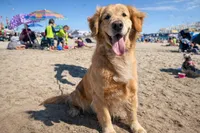 Babies Golden  retriever, a male Golden Retriever for sale in Riverside, CA – Photo 4 of 5