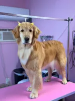 Babies Golden  retriever, a male Golden Retriever for sale in Riverside, CA – Photo 1 of 5