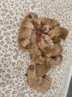Babies Golden  retriever, a male Golden Retriever for sale in Riverside, CA – Photo 5 of 5