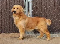 Babies Golden  retriever, a male Golden Retriever for sale in Riverside, CA – Photo 3 of 5