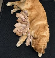 Babies Golden  retriever, a male Golden Retriever for sale in Riverside, CA – Photo 2 of 5