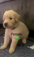 Baby girl green , a female Golden Retriever for sale in Riverside, CA – 2 of 3