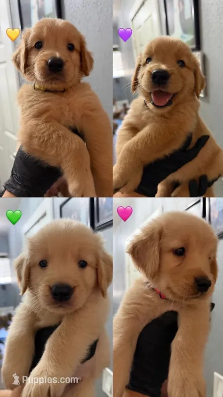 Baby girl green  – Golden Retriever puppy for sale in Riverside, CA