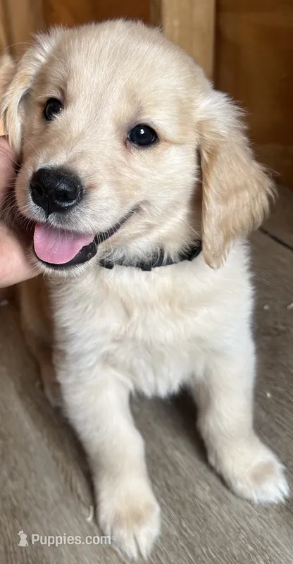 Black baby boy  – Golden Retriever puppy for sale in Riverside, CA