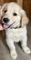 Black baby boy , a male Golden Retriever for sale in Riverside, CA – 1 of 3