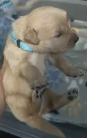 Baby Blue , a male Golden Retriever for sale in Riverside, CA – 4 of 4
