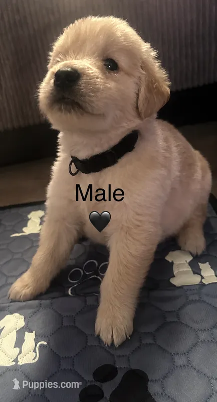 Black baby boy  – Golden Retriever puppy for sale in Riverside, CA