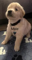 Black baby boy , a male Golden Retriever for sale in Riverside, CA – 1 of 2