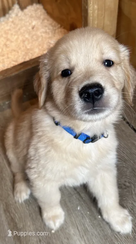 Navy  Blue boy – Golden Retriever puppy for sale in Riverside, CA