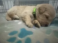 Baby girl green , a female Golden Retriever for sale in Riverside, CA – 2 of 3