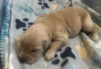Baby Girl beige , a female Golden Retriever for sale in Riverside, CA – 2 of 2