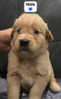 Navy  Blue boy, a male Golden Retriever for sale in Riverside, CA – 1 of 2