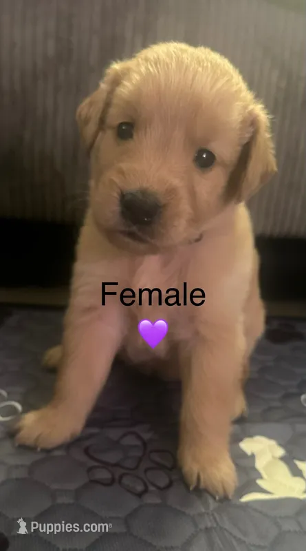 Purple baby girl  – Golden Retriever puppy for sale in Riverside, CA