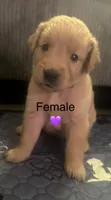 Purple baby girl , a female Golden Retriever for sale in Riverside, CA – 1 of 4