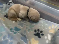 Black baby boy , a male Golden Retriever for sale in Riverside, CA – 2 of 3