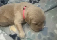 Baby girl pink , a female Golden Retriever for sale in Riverside, CA – 2 of 4