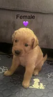 Purple baby girl , a female Golden Retriever for sale in Riverside, CA – 2 of 4