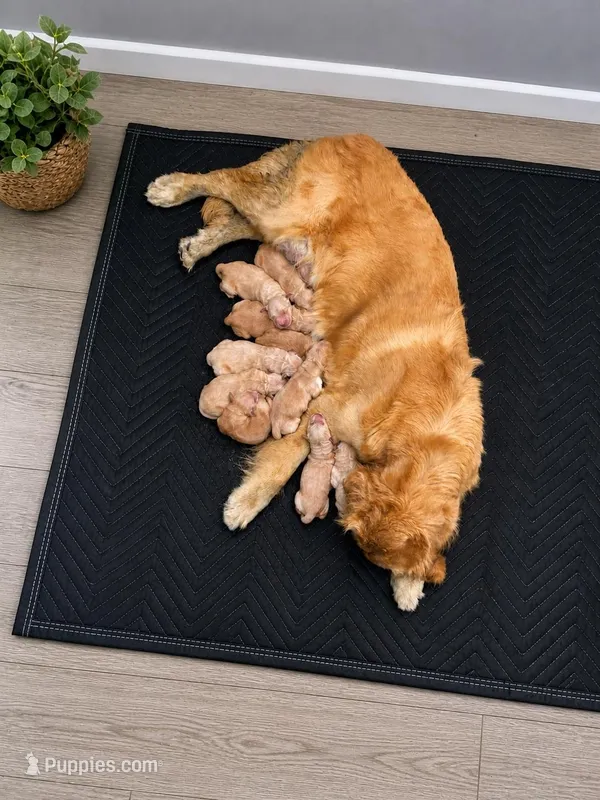 Babies Golden  retriever – Golden Retriever puppy for sale in Riverside, CA