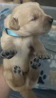 Baby Blue , a male Golden Retriever for sale in Riverside, CA – 2 of 4