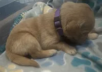 Purple baby girl , a female Golden Retriever for sale in Riverside, CA – 4 of 5