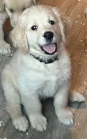 Black baby boy , a male Golden Retriever for sale in Riverside, CA – 3 of 3