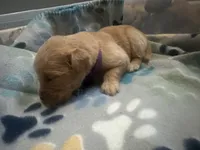 Purple baby girl , a female Golden Retriever for sale in Riverside, CA – 5 of 5
