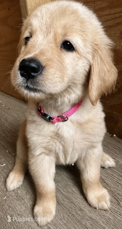 Baby girl pink  – Golden Retriever puppy for sale in Riverside, CA