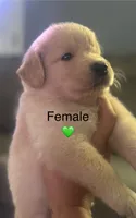 Baby girl green , a female Golden Retriever for sale in Riverside, CA – 1 of 3