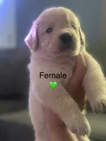 Baby girl green , a female Golden Retriever for sale in Riverside, CA – 3 of 3