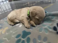 Baby girl green , a female Golden Retriever for sale in Riverside, CA – 3 of 3