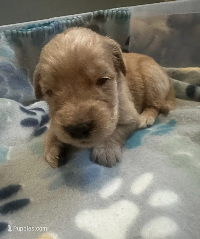 Baby girl yellow – Golden Retriever puppy for sale in Riverside, CA