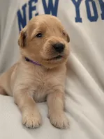 Purple baby girl , a female Golden Retriever for sale in Riverside, CA – 3 of 5