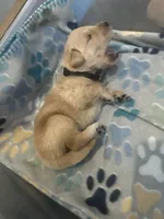 Black baby boy , a male Golden Retriever for sale in Riverside, CA – 3 of 3