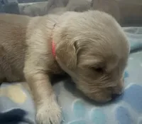 Baby girl pink , a female Golden Retriever for sale in Riverside, CA – 4 of 4