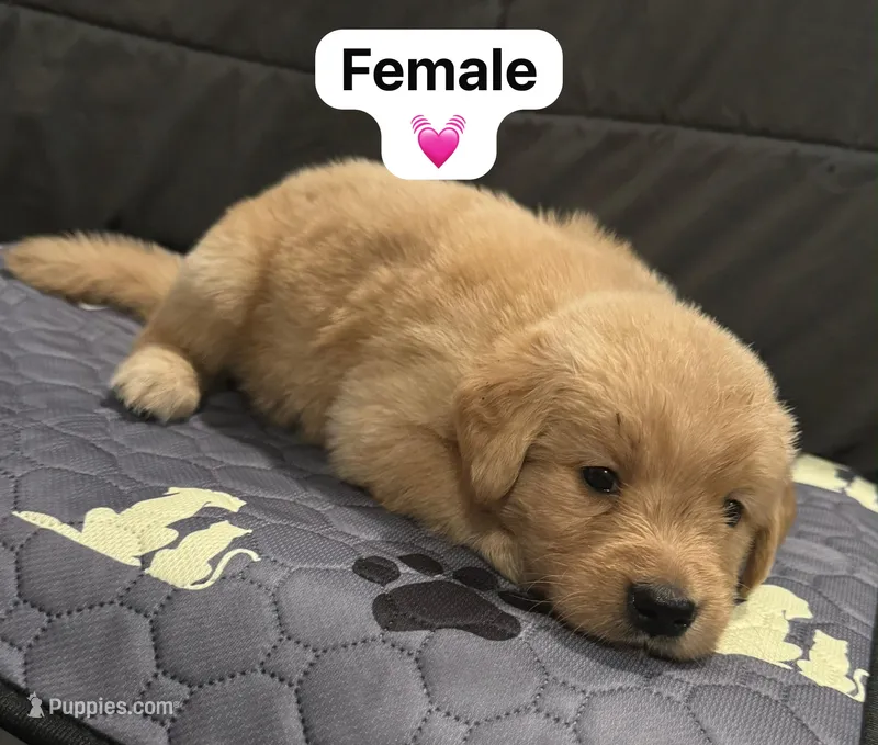 Baby girl pink  – Golden Retriever puppy for sale in Riverside, CA