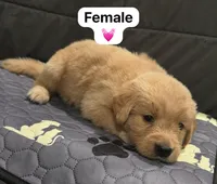 Baby girl pink , a female Golden Retriever for sale in Riverside, CA – 1 of 1