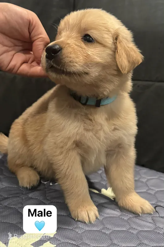 Baby Blue  – Golden Retriever puppy for sale in Riverside, CA