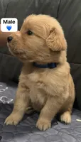 Navy  Blue boy, a male Golden Retriever for sale in Riverside, CA – 2 of 2
