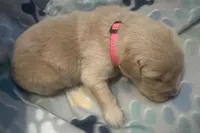 Baby girl pink , a female Golden Retriever for sale in Riverside, CA – 3 of 4