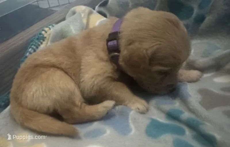 Purple baby girl  – Golden Retriever puppy for sale in Riverside, CA