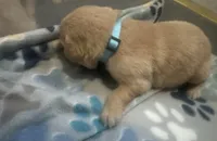 Baby Blue , a male Golden Retriever for sale in Riverside, CA – 3 of 4