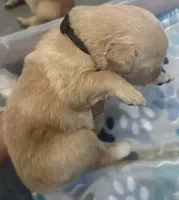 Black baby boy , a male Golden Retriever for sale in Riverside, CA – 1 of 3