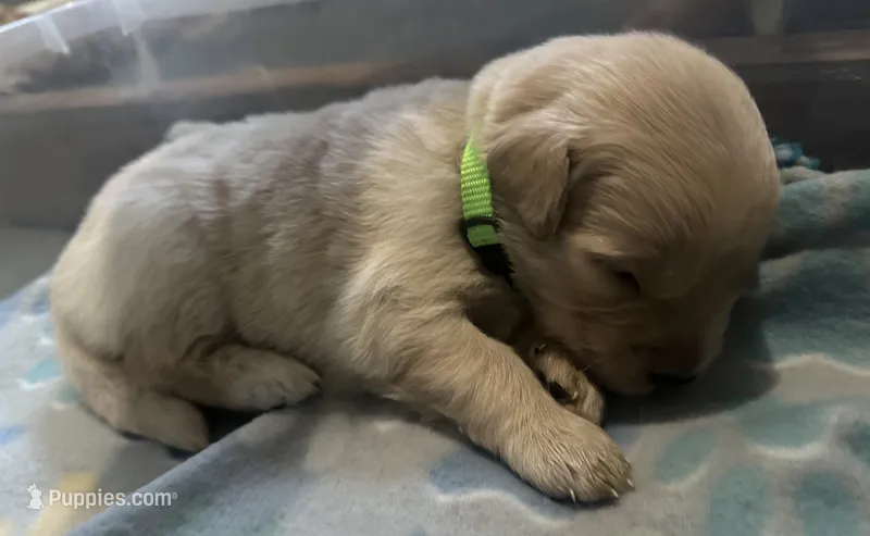 Baby girl green  – Golden Retriever puppy for sale in Riverside, CA