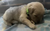 Baby girl green , a female Golden Retriever for sale in Riverside, CA – 1 of 3