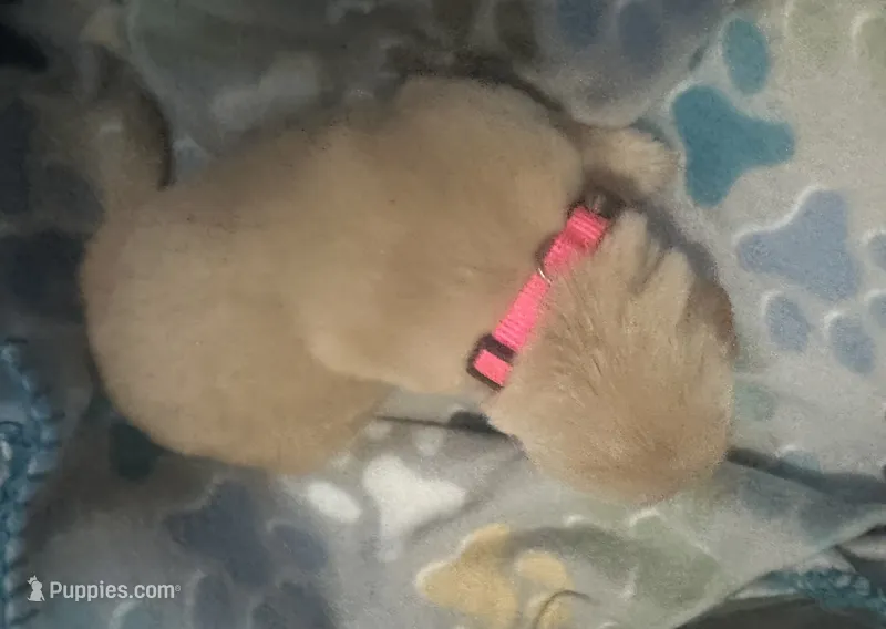 Baby girl pink  – Golden Retriever puppy for sale in Riverside, CA